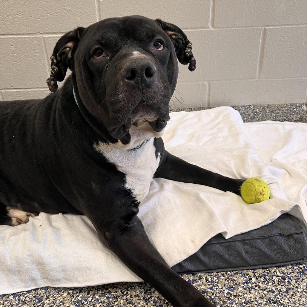 Enlarge Diesel, a Adoptable Mixed Breed in Fairport, NY image 3/6