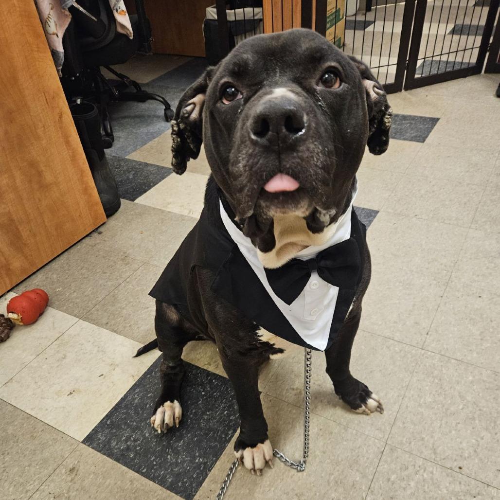 Enlarge Diesel, a Adoptable Mixed Breed in Fairport, NY image 4/6