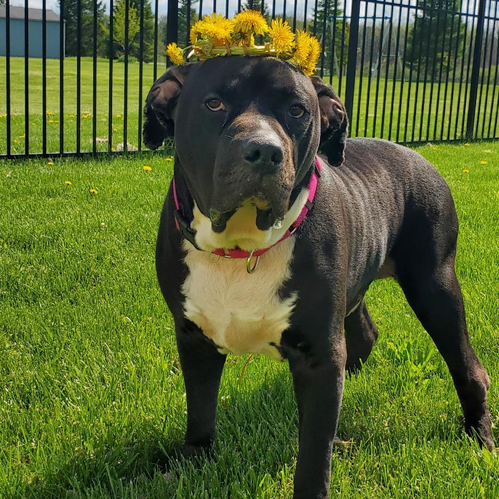 Enlarge Diesel, a Adoptable Mixed Breed in Fairport, NY image 5/6