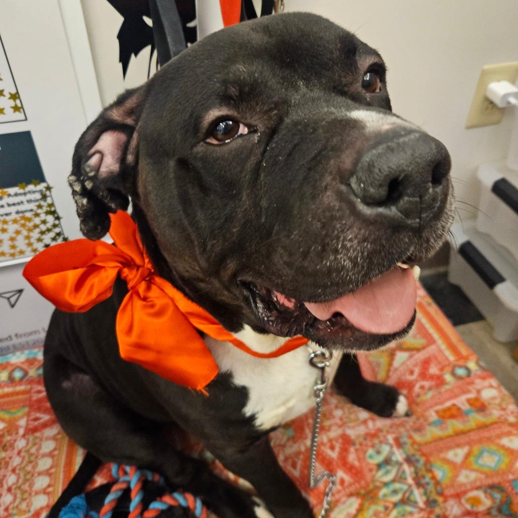 Enlarge Diesel, a Adoptable Mixed Breed in Fairport, NY image 6/6