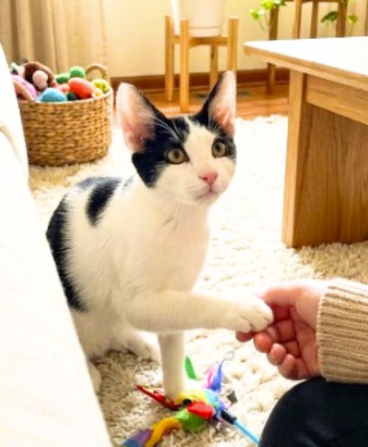 Enlarge Albert, a Adoptable American Shorthair in Union City, NJ image 5/6