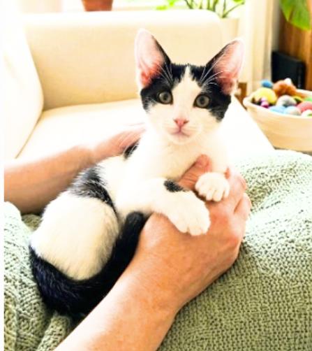 Albert, Adoptable, Young Male American Shorthair.