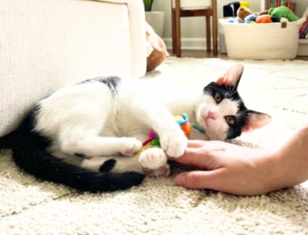 Enlarge Albert, a Adoptable American Shorthair in Union City, NJ image 6/6