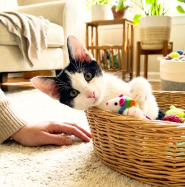 Enlarge Albert, a Adoptable American Shorthair in Union City, NJ image 2/6
