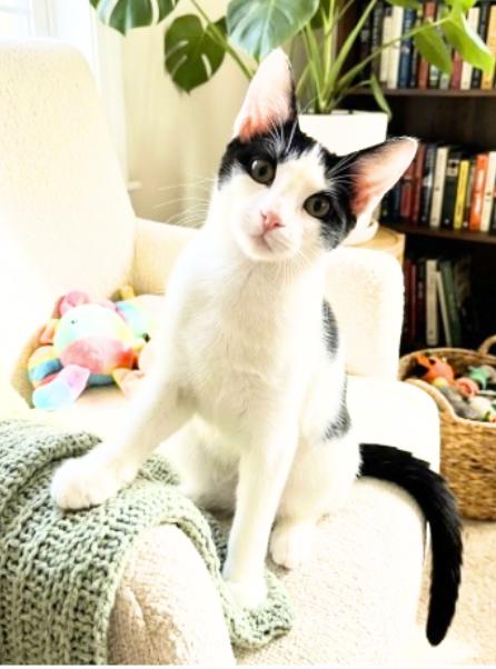 Enlarge Albert, a Adoptable American Shorthair in Union City, NJ image 3/6