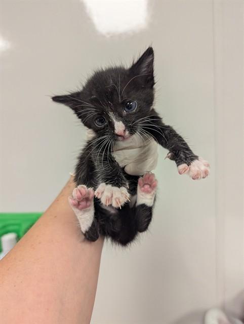 SMALLS - IN FOSTER, Adoptable, Young Male Domestic Short Hair.