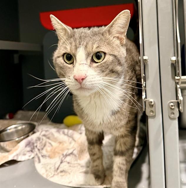 MR MANOR, Adoptable, Adult Male Domestic Short Hair.