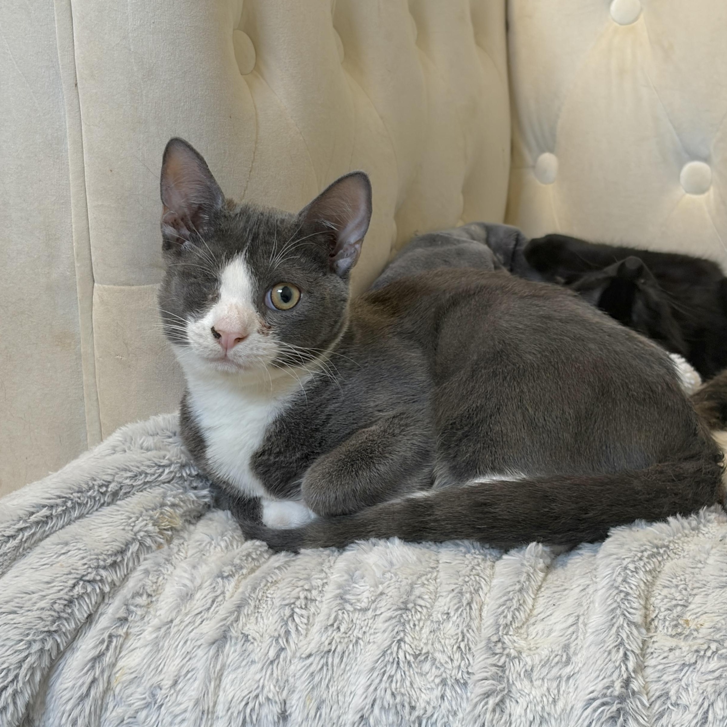 Enlarge Levi, a Adopted mixed breed in Moriches, NY image 2/3