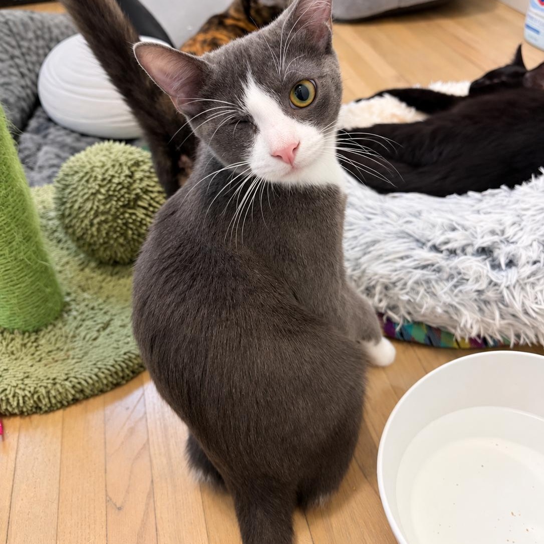 Enlarge Levi, a Adopted mixed breed in Moriches, NY image 3/3