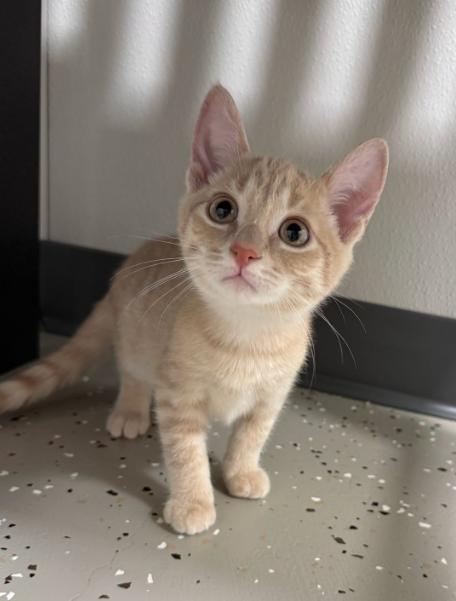 Nigel, Adopted, Kitten Male Domestic Short Hair.