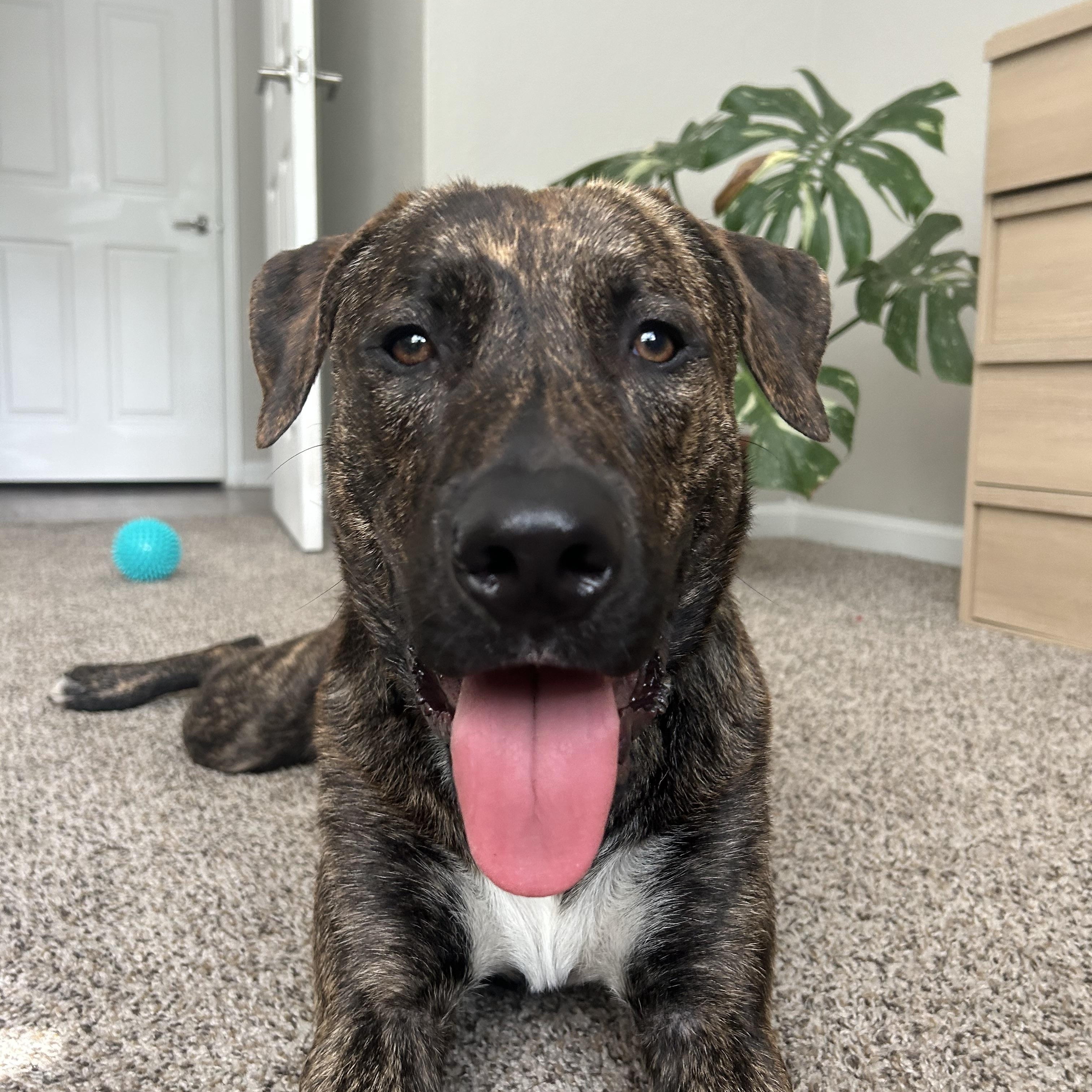 Enlarge Ranger, an adopted mixed breed in Orlando, FL image 1/1
