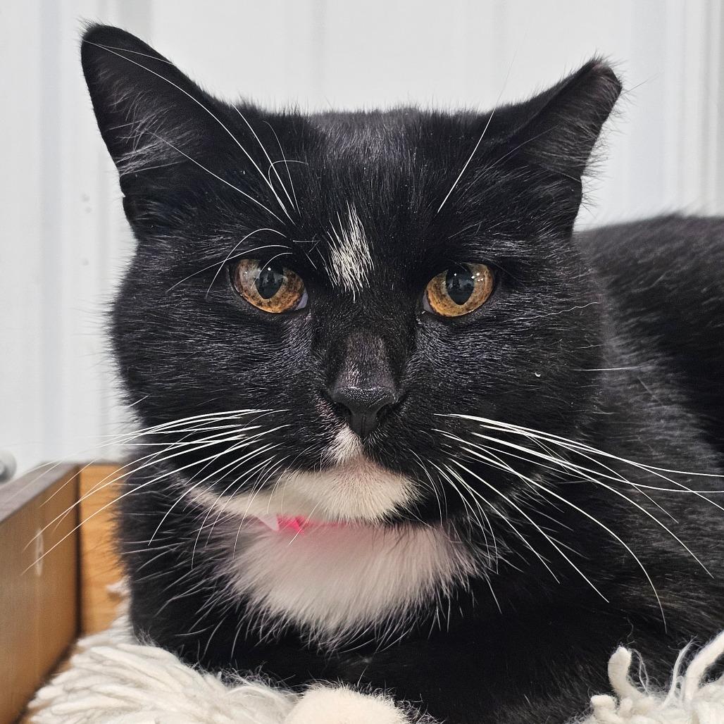 Whiskers, Adoptable, Adult Female Domestic Short Hair.