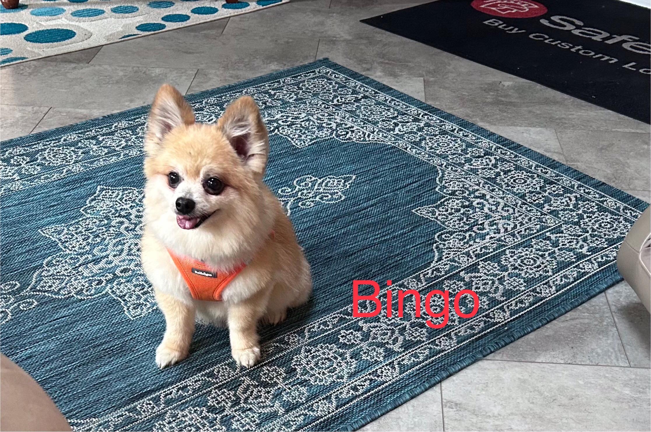Bingo, Adopted, Senior Male Pomeranian.