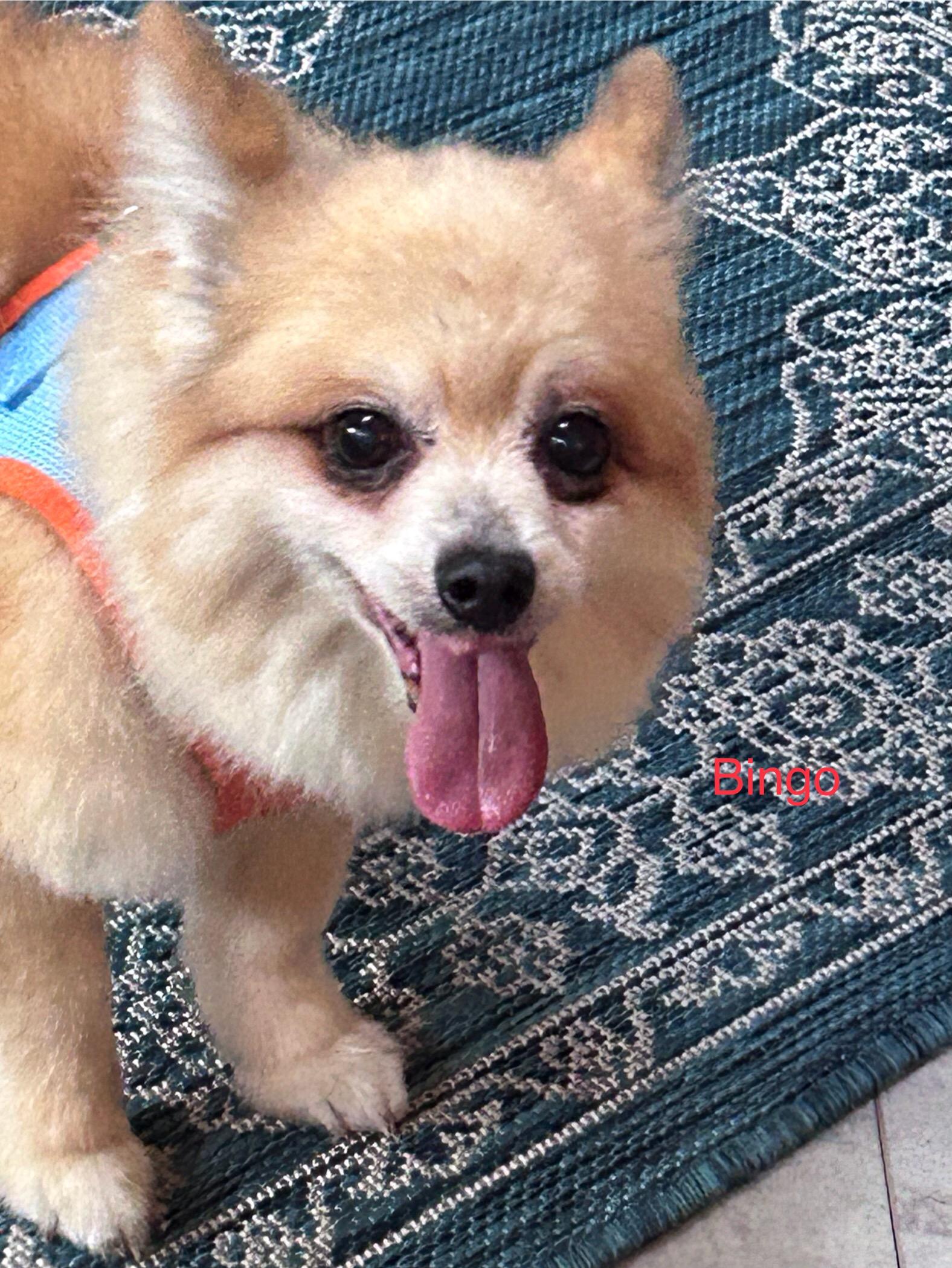 Enlarge Bingo, a Adopted Pomeranian in Maitland, FL image 3/3