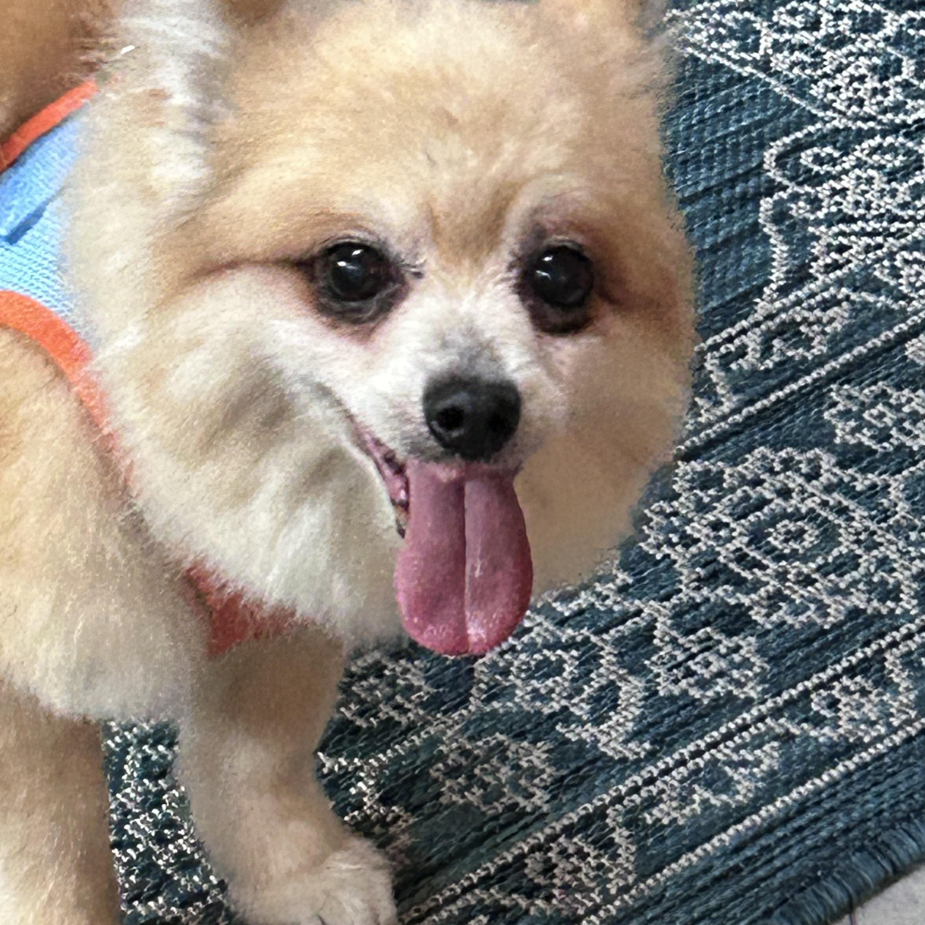 Enlarge Bingo, a Adopted Pomeranian in Maitland, FL image 2/3