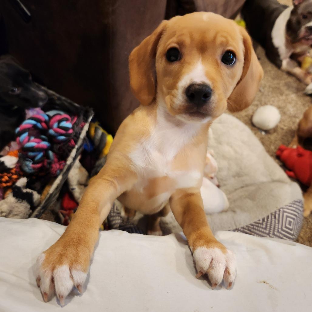 Chicken, Adoptable, Puppy Female Terrier.