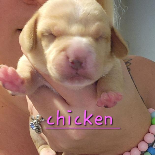 Chicken, a Adoptable mixed breed in Chaska, MN image 2/3