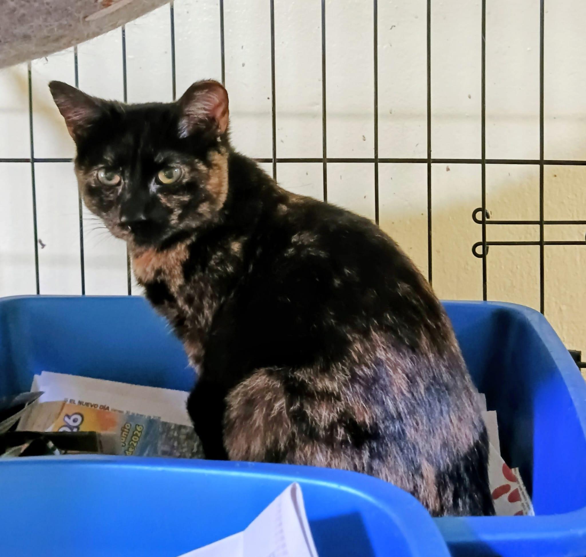 Enlarge Trufa, a Adoptable Domestic Short Hair in Windsor Locks, CT image 1/6