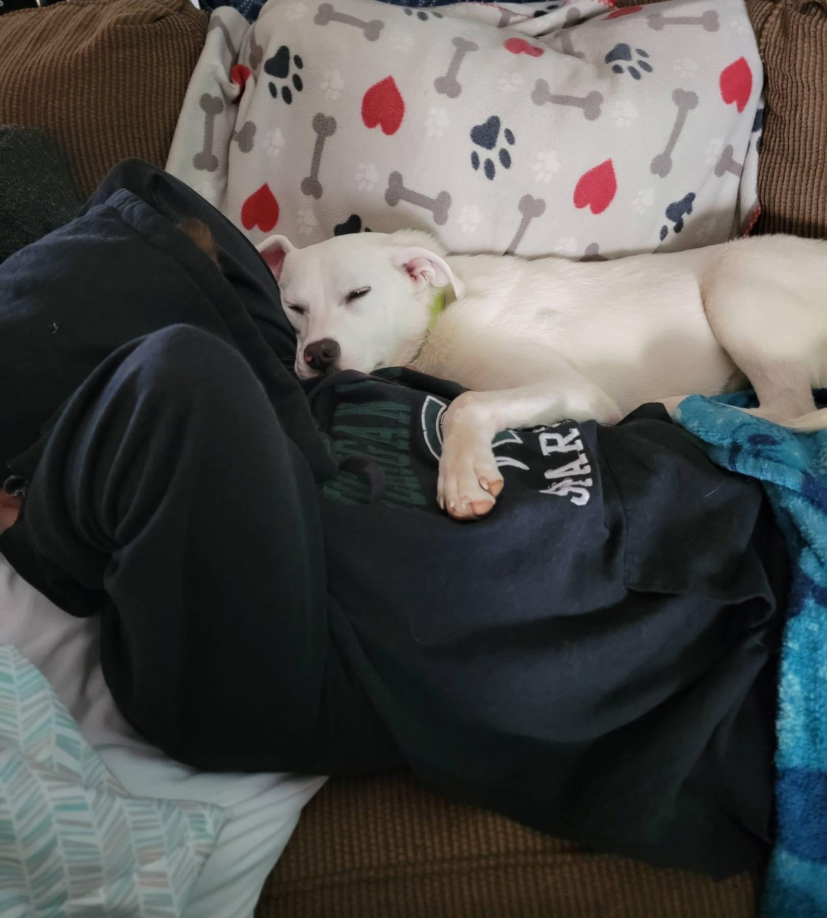 Enlarge Sugar, a ADOPTABLE Labrador Retriever in Covington, TN image 5/5