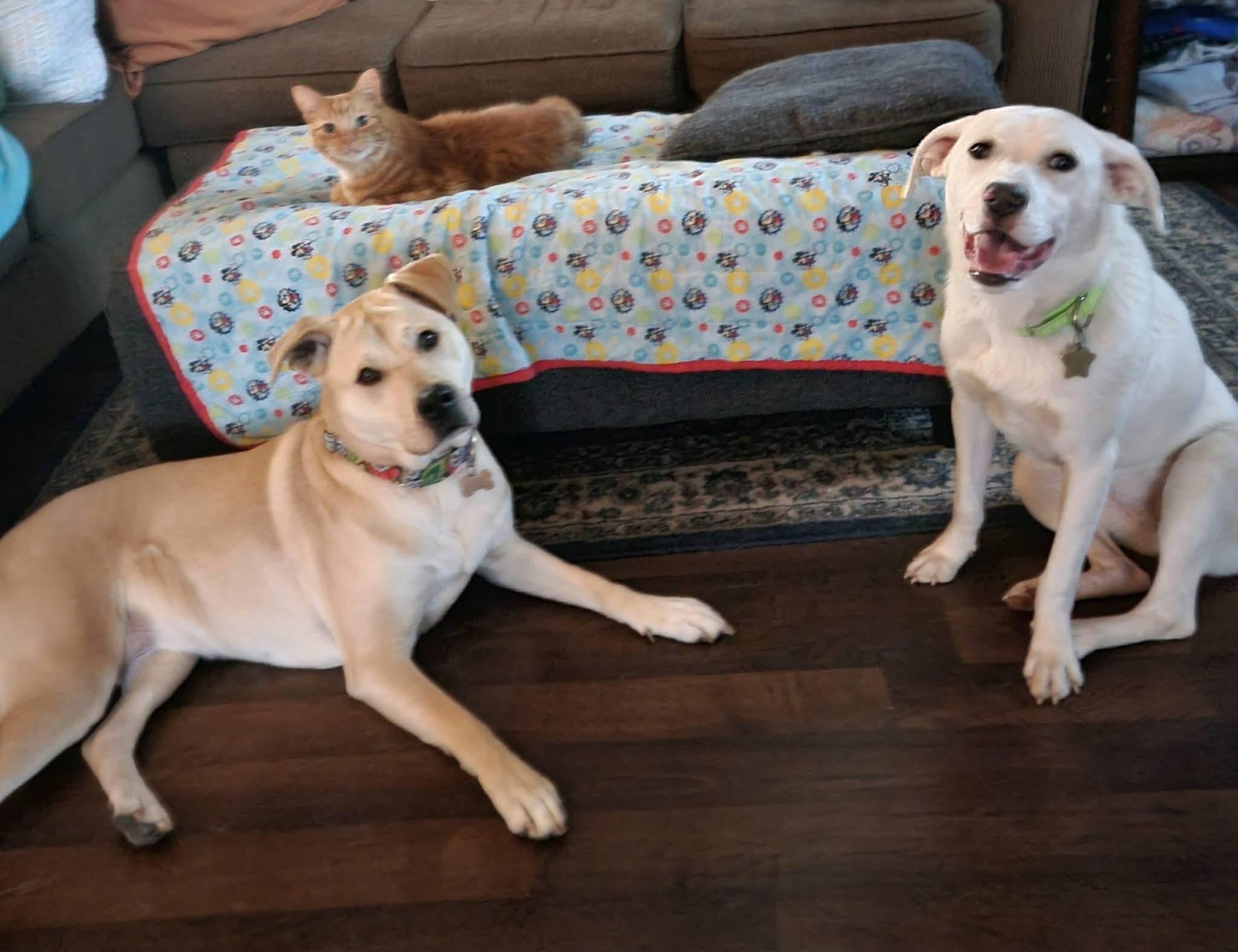 Enlarge Sugar, a ADOPTABLE Labrador Retriever in Covington, TN image 2/5