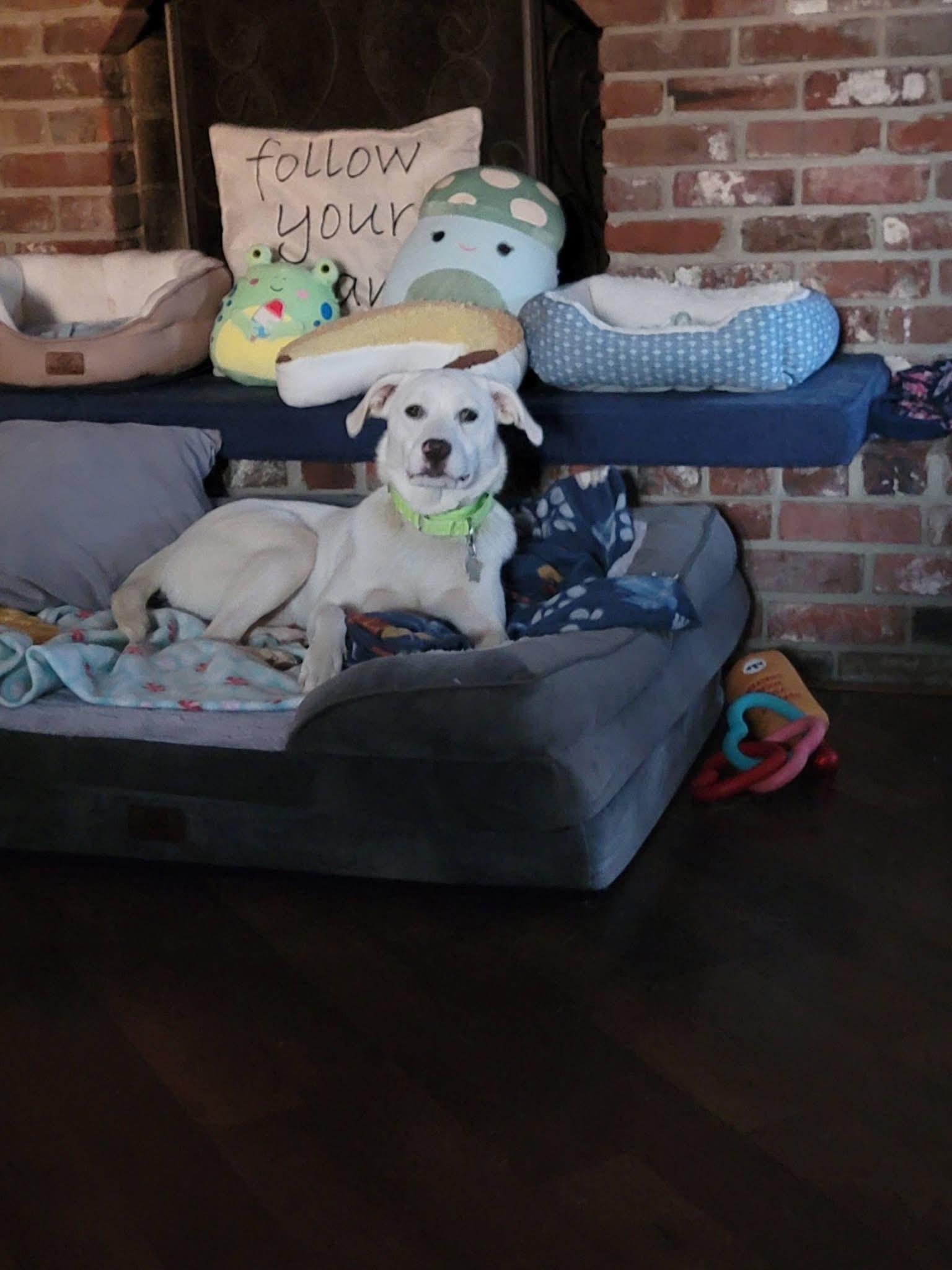 Enlarge Sugar, a ADOPTABLE Labrador Retriever in Covington, TN image 4/5