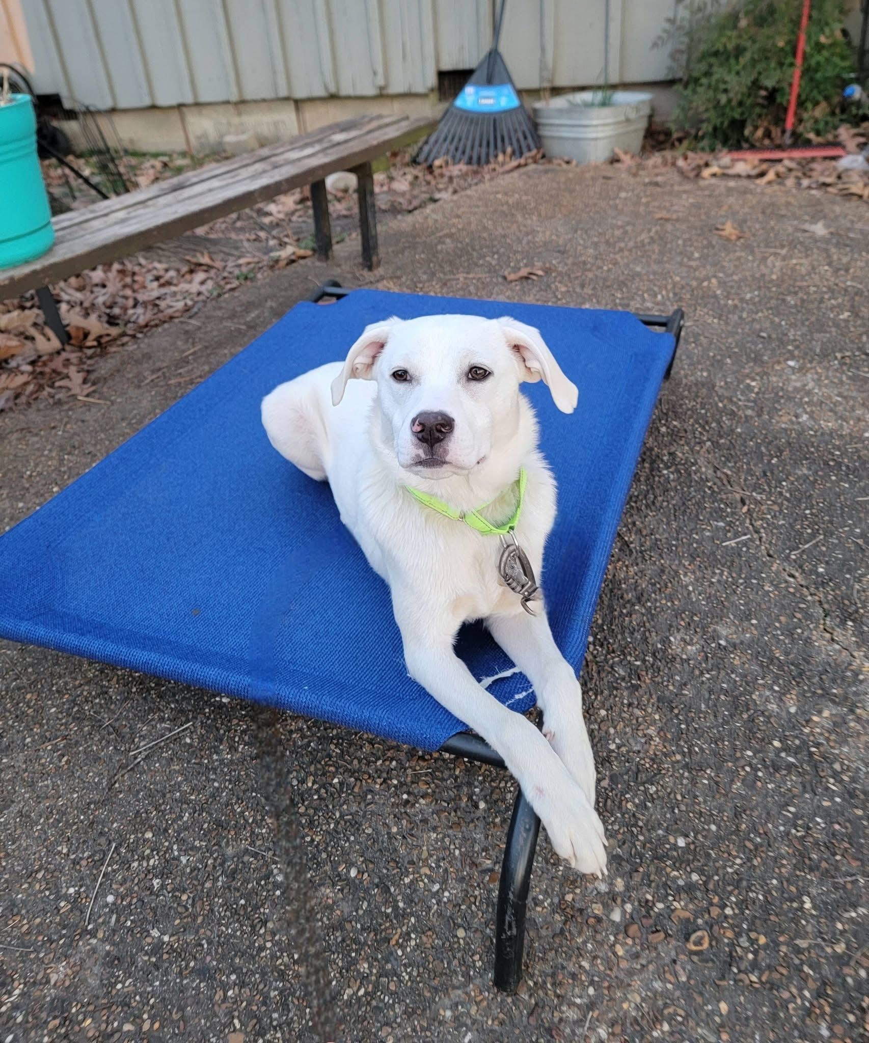 Enlarge Sugar, a ADOPTABLE Labrador Retriever in Covington, TN image 3/5