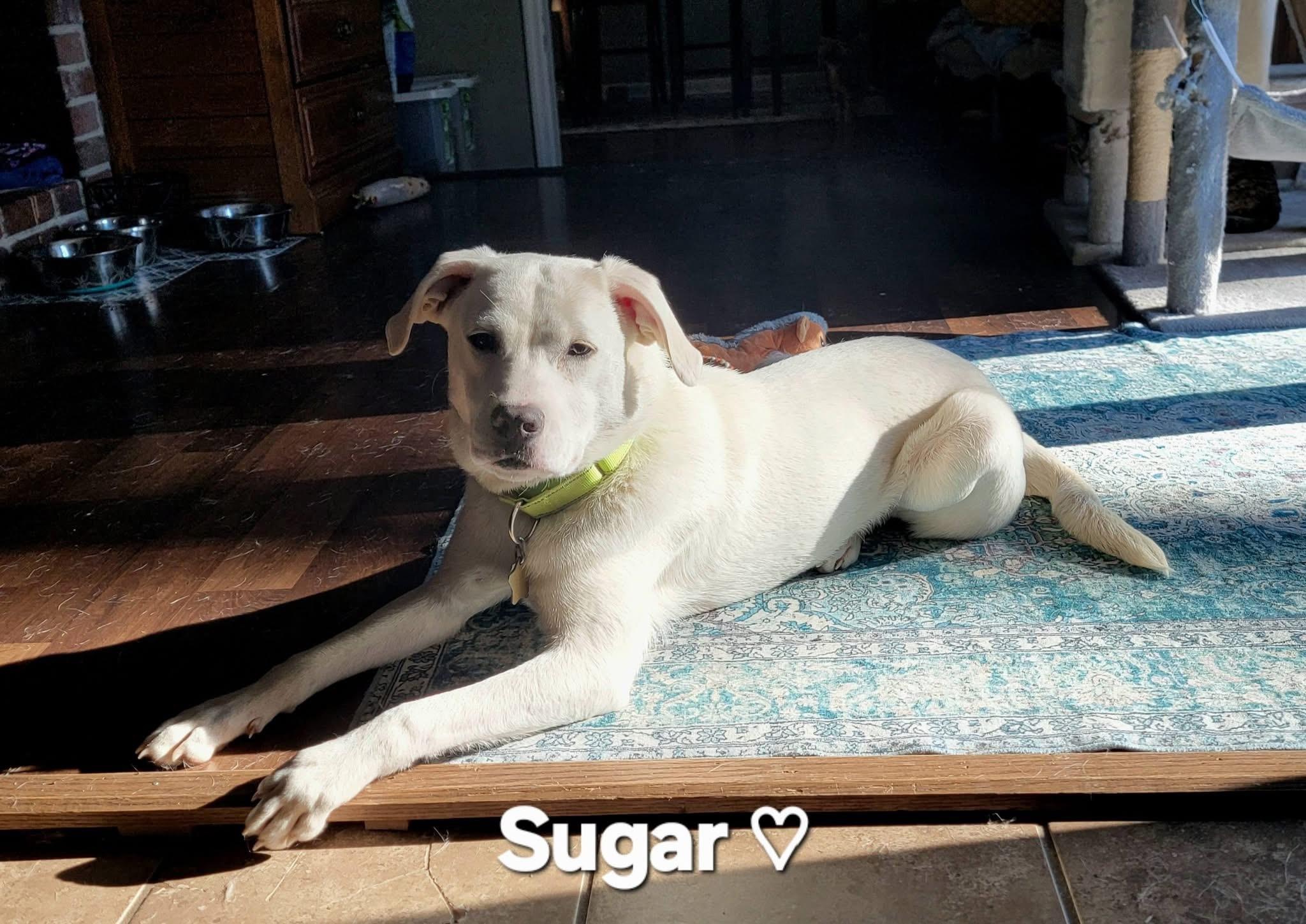 Sugar, ADOPTABLE, Young Female Labrador Retriever.