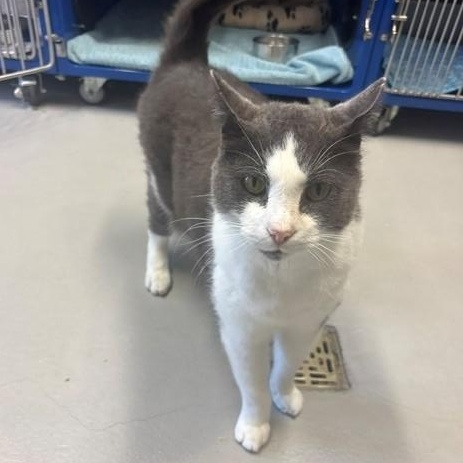 Enlarge Meow Meow, a Adoptable Domestic Short Hair in Caledon, ON image 2/6