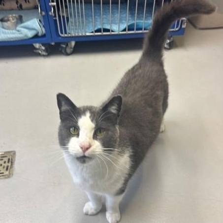 Meow Meow, Adoptable, Adult Male Domestic Short Hair.