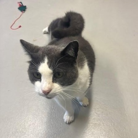 Enlarge Meow Meow, a Adoptable Domestic Short Hair in Caledon, ON image 6/6