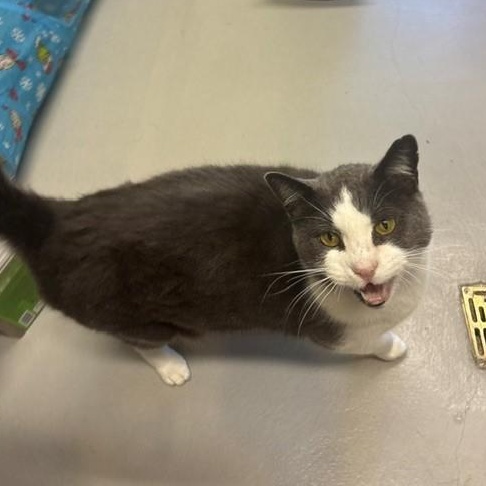 Enlarge Meow Meow, a Adoptable Domestic Short Hair in Caledon, ON image 3/6
