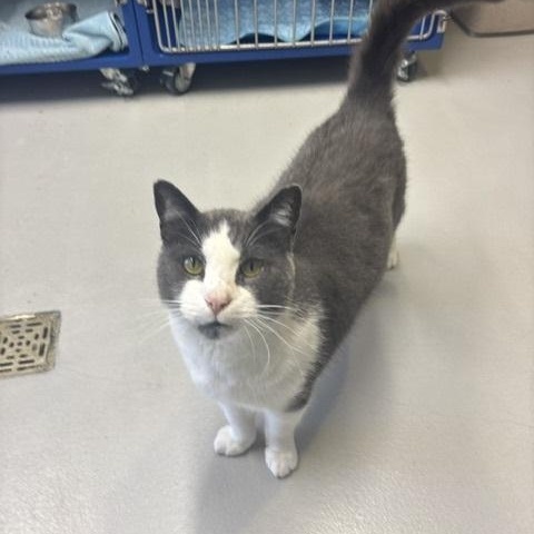 Enlarge Meow Meow, a Adoptable Domestic Short Hair in Caledon, ON image 5/6