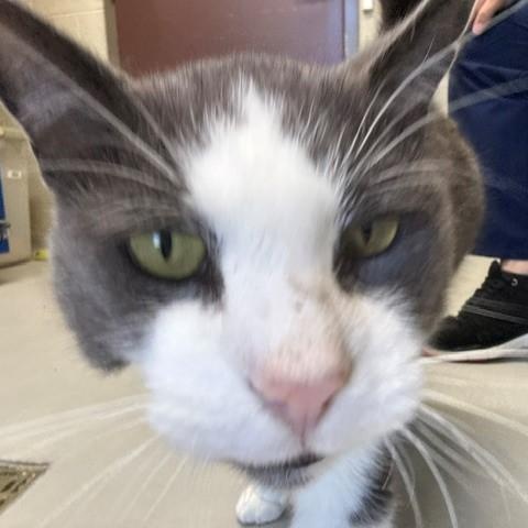 Enlarge Meow Meow, a Adoptable Domestic Short Hair in Caledon, ON image 4/6