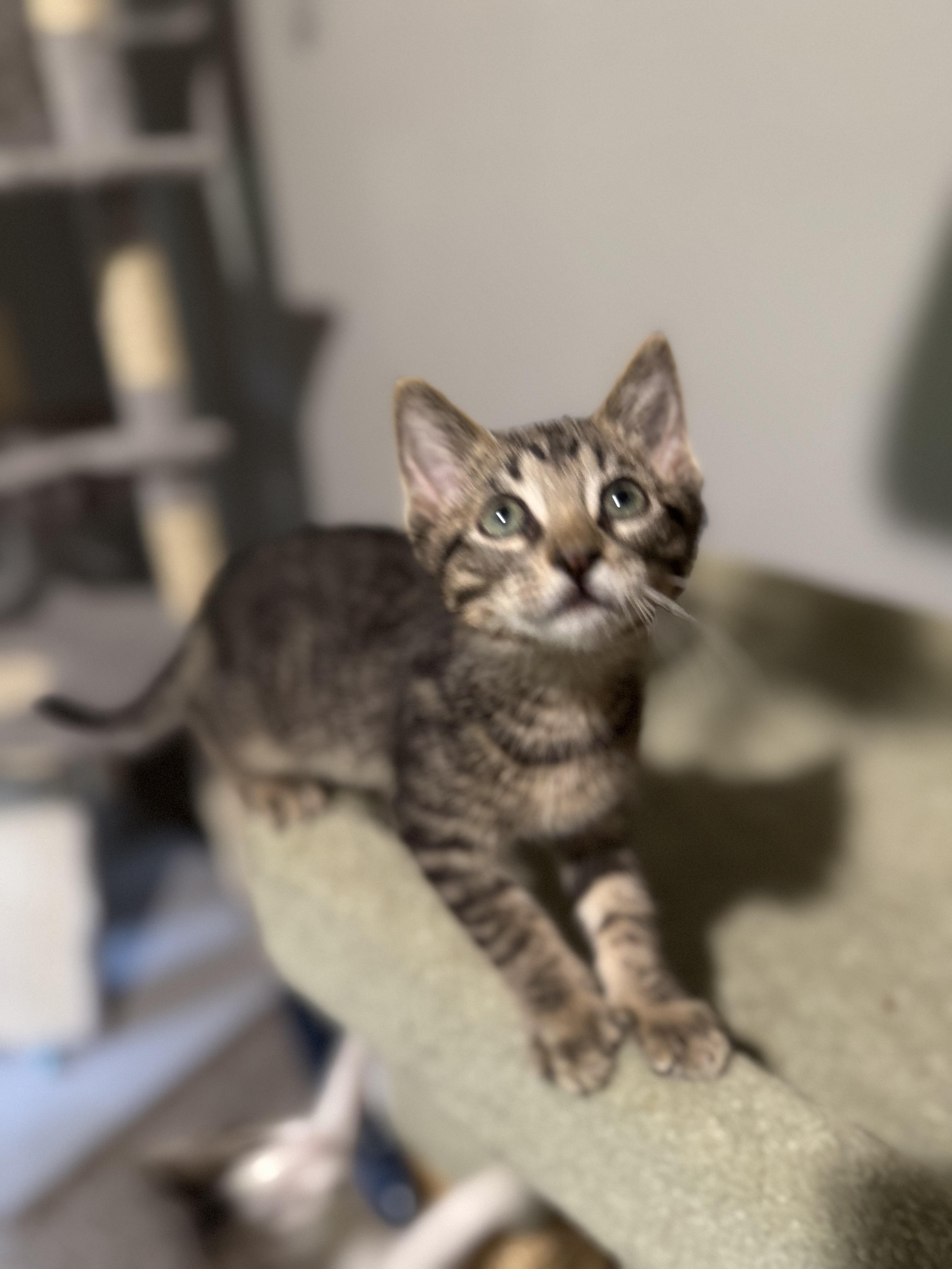 Peanut, Adoptable, Kitten Male Domestic Short Hair.