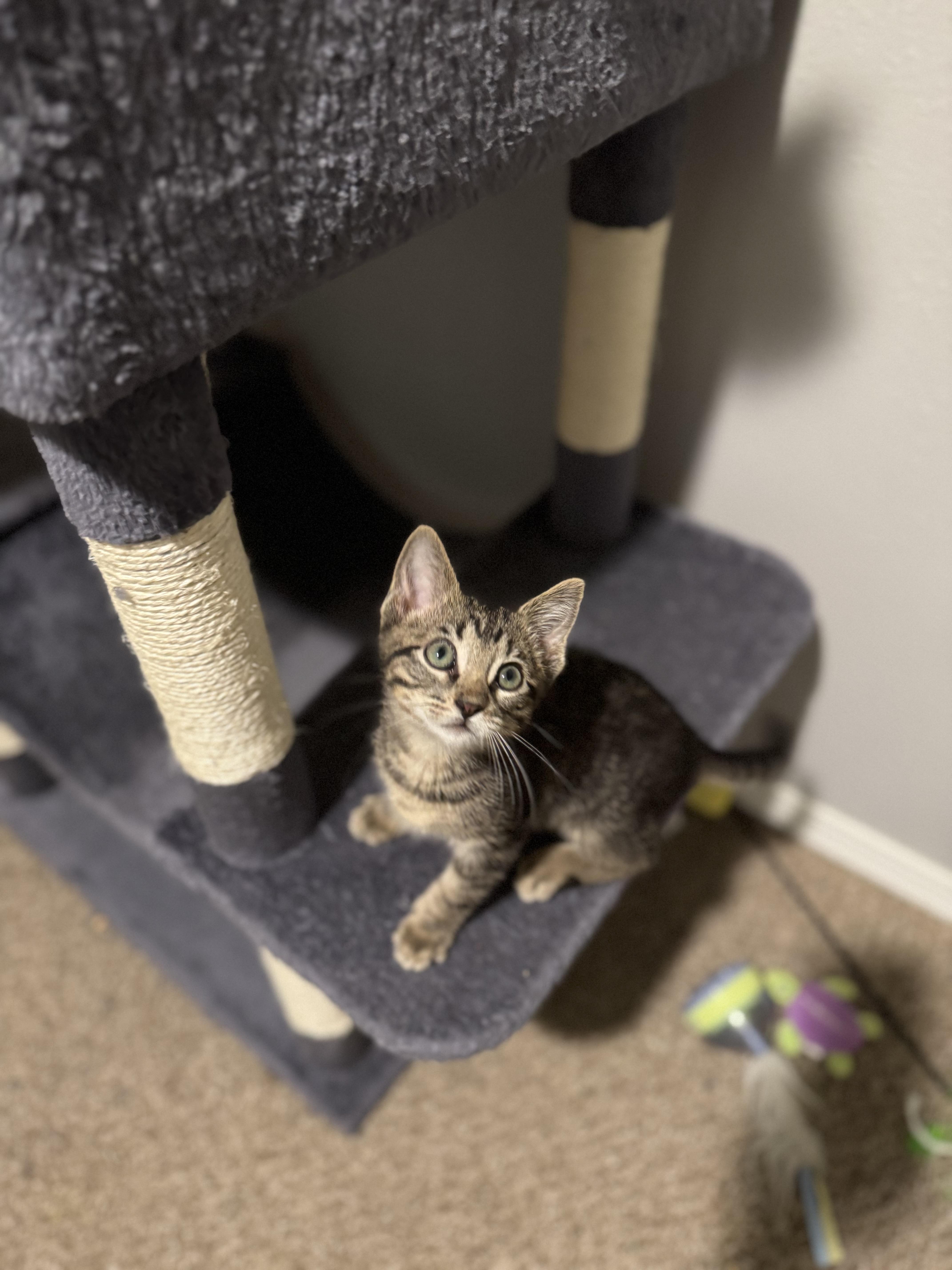 Enlarge Peanut, a Adoptable Domestic Short Hair in Springfield, MO image 2/2