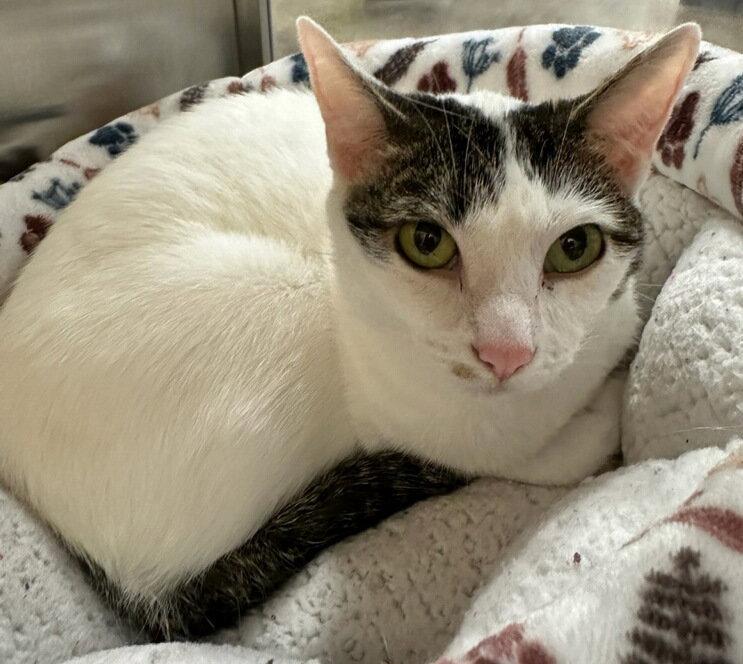 Cookie M., Adopted, Young Female Domestic Short Hair.