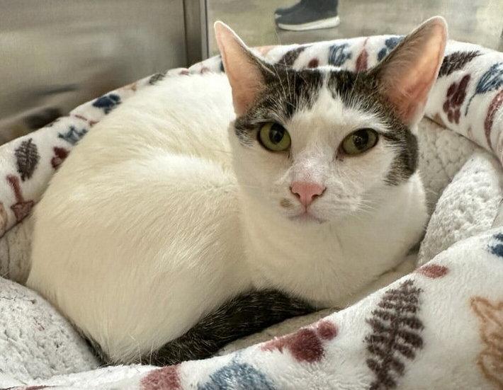 Cookie M., a Adopted Domestic Short Hair in Frisco, TX image 2/3