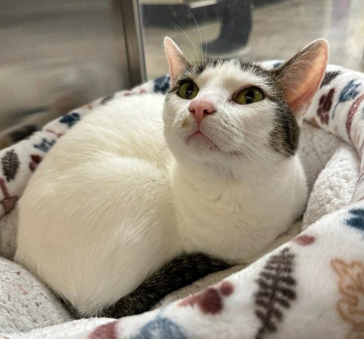 Cookie M., a Adopted Domestic Short Hair in Frisco, TX image 3/3
