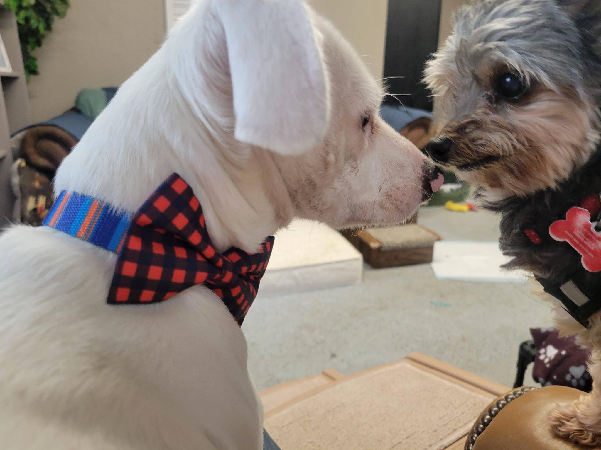 Enlarge Oscar, a ADOPTABLE mixed breed in Shawnee, KS image 2/2