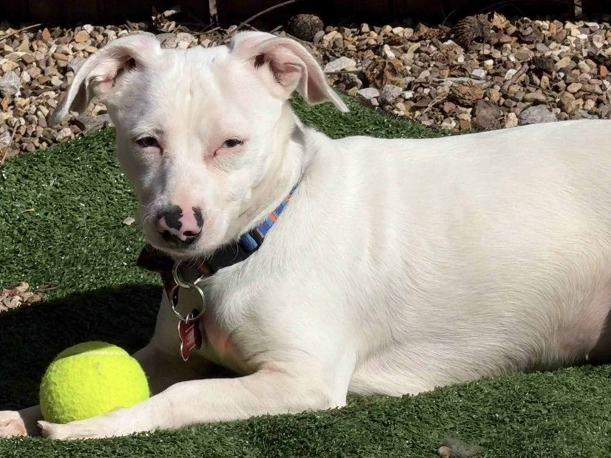 Enlarge Oscar, a ADOPTABLE mixed breed in Shawnee, KS image 4/6