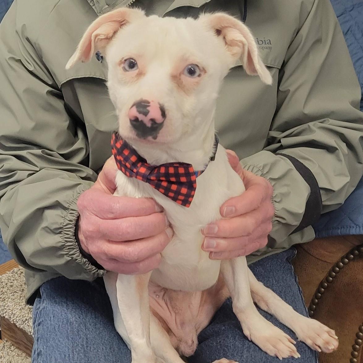 Oscar, ADOPTABLE, Senior Male Chihuahua & Dachshund.
