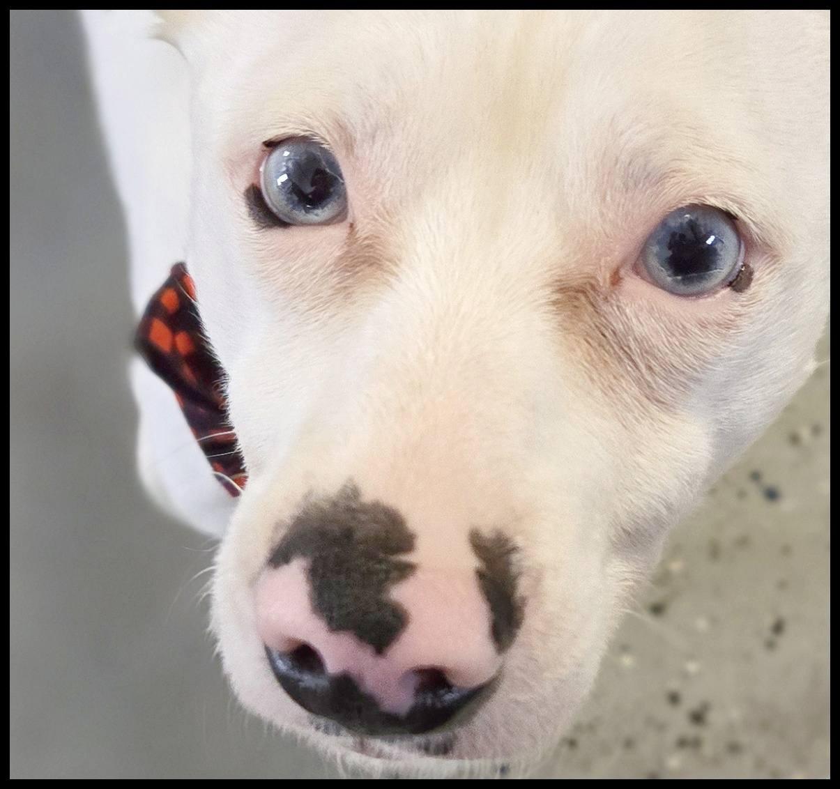 Enlarge Oscar, a ADOPTABLE mixed breed in Shawnee, KS image 1/6