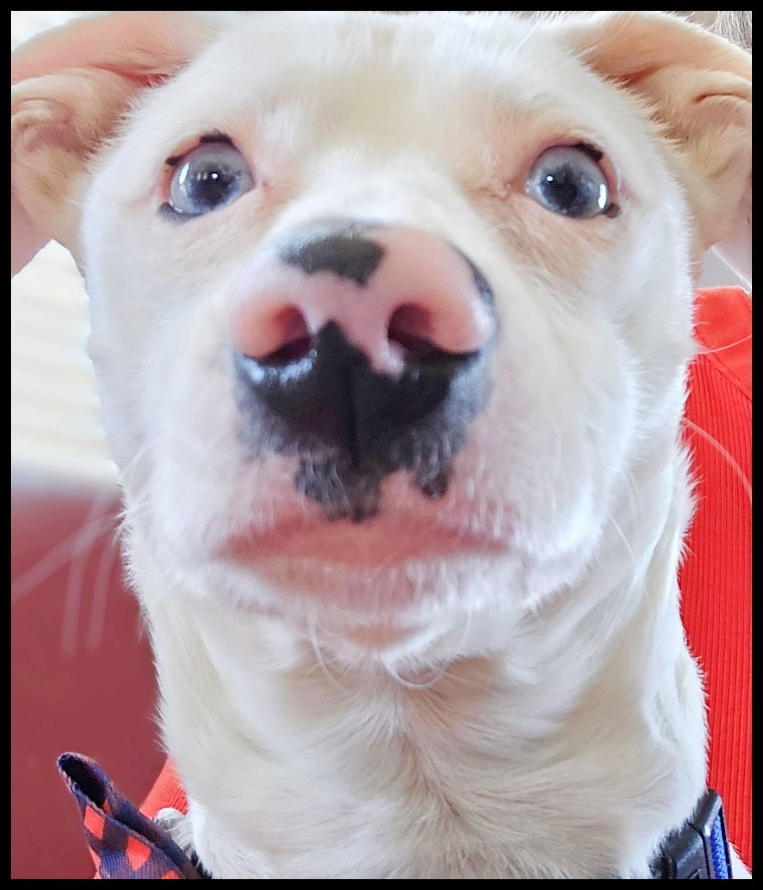 Enlarge Oscar, a ADOPTABLE mixed breed in Shawnee, KS image 5/6