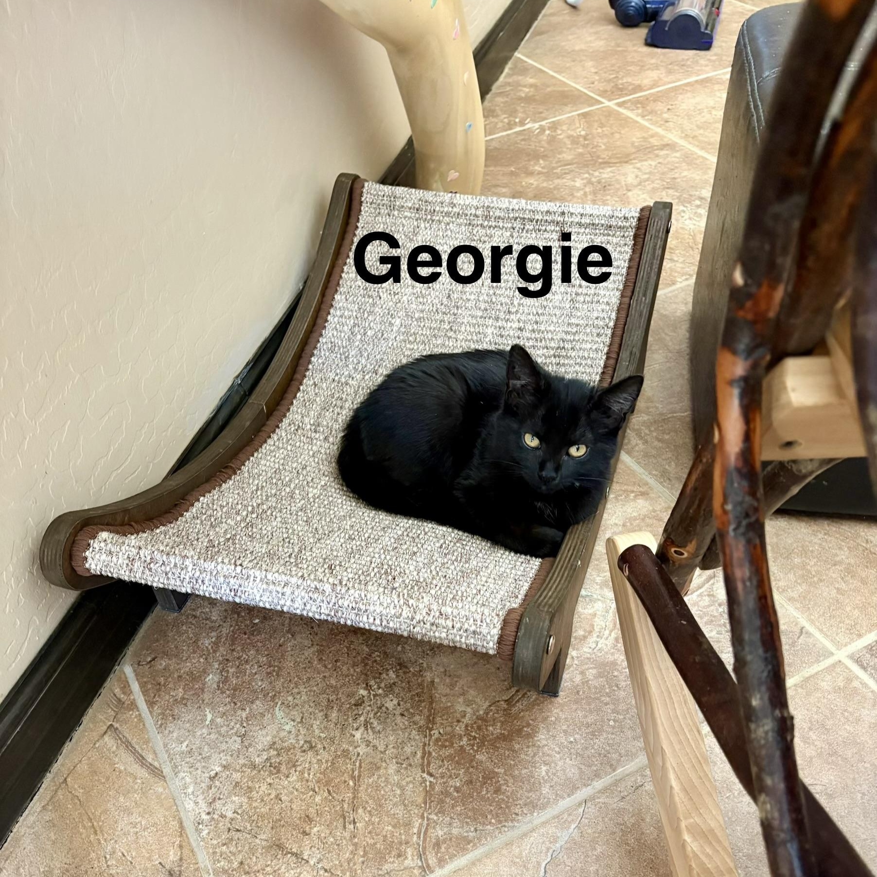Enlarge Georgie, a ADOPTABLE Domestic Short Hair in Gilbert, AZ image 1/1