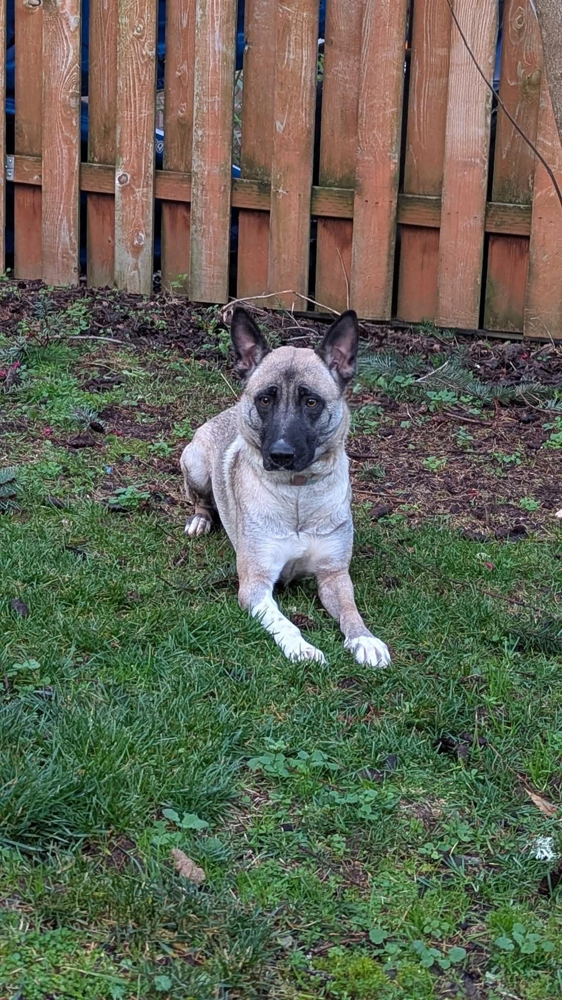 Enlarge Coconut, a Adoptable mixed breed in Portland, OR image 3/5