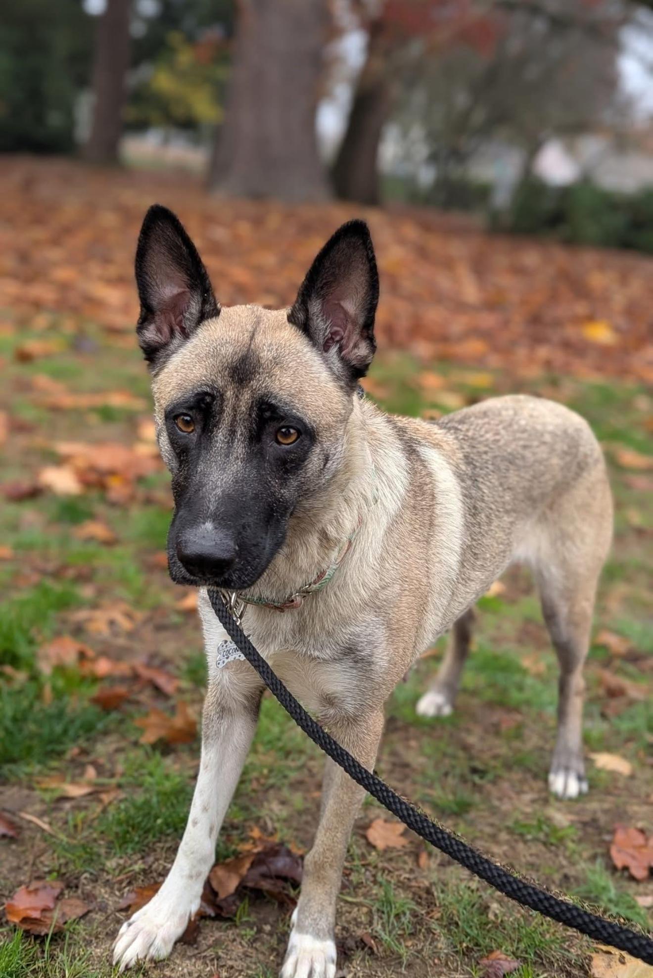 Enlarge Coconut, a Adoptable mixed breed in Portland, OR image 4/5