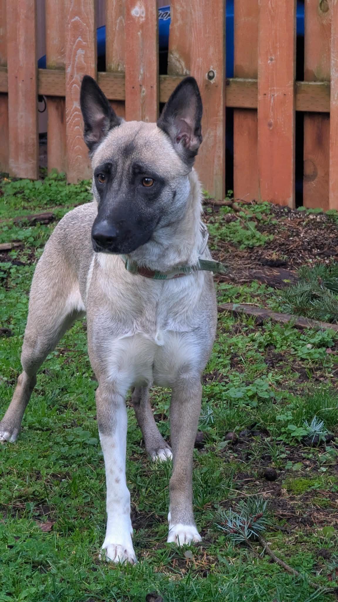 Enlarge Coconut, a Adoptable mixed breed in Portland, OR image 2/5