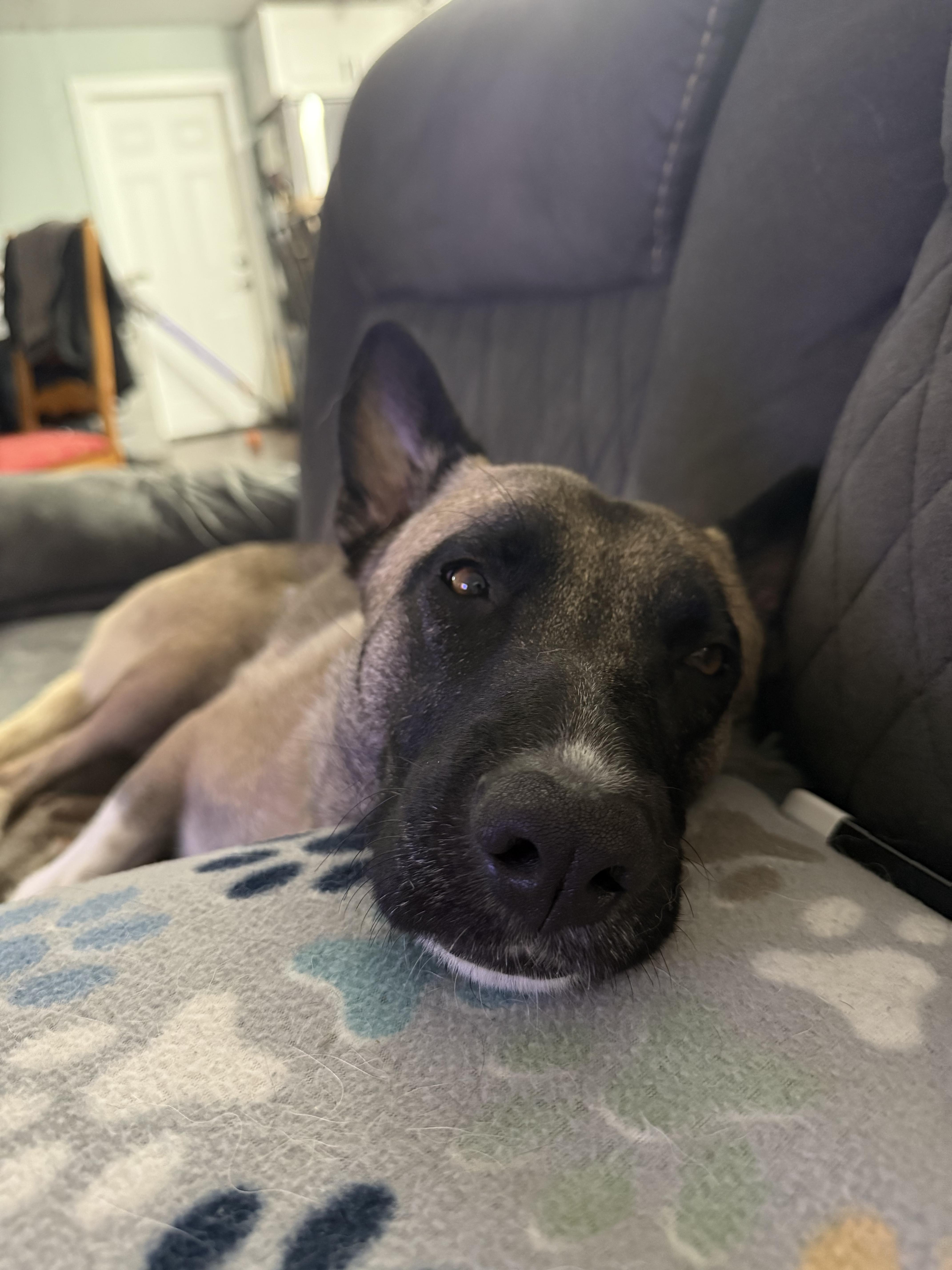 Enlarge Coconut, a Adoptable mixed breed in Portland, OR image 5/5