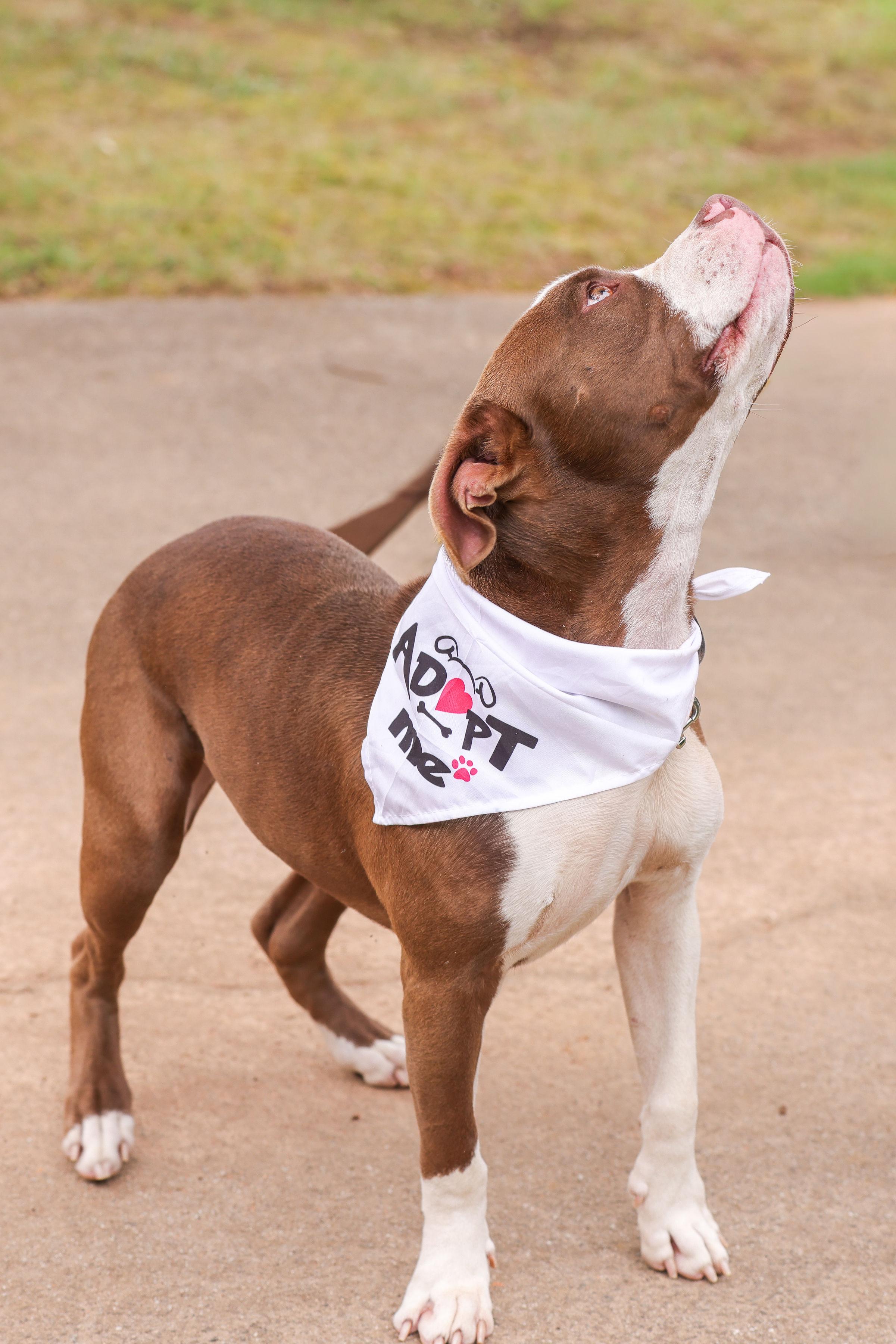 Enlarge Barnabus, a ADOPTABLE Bull Terrier in Denver, NC image 6/6