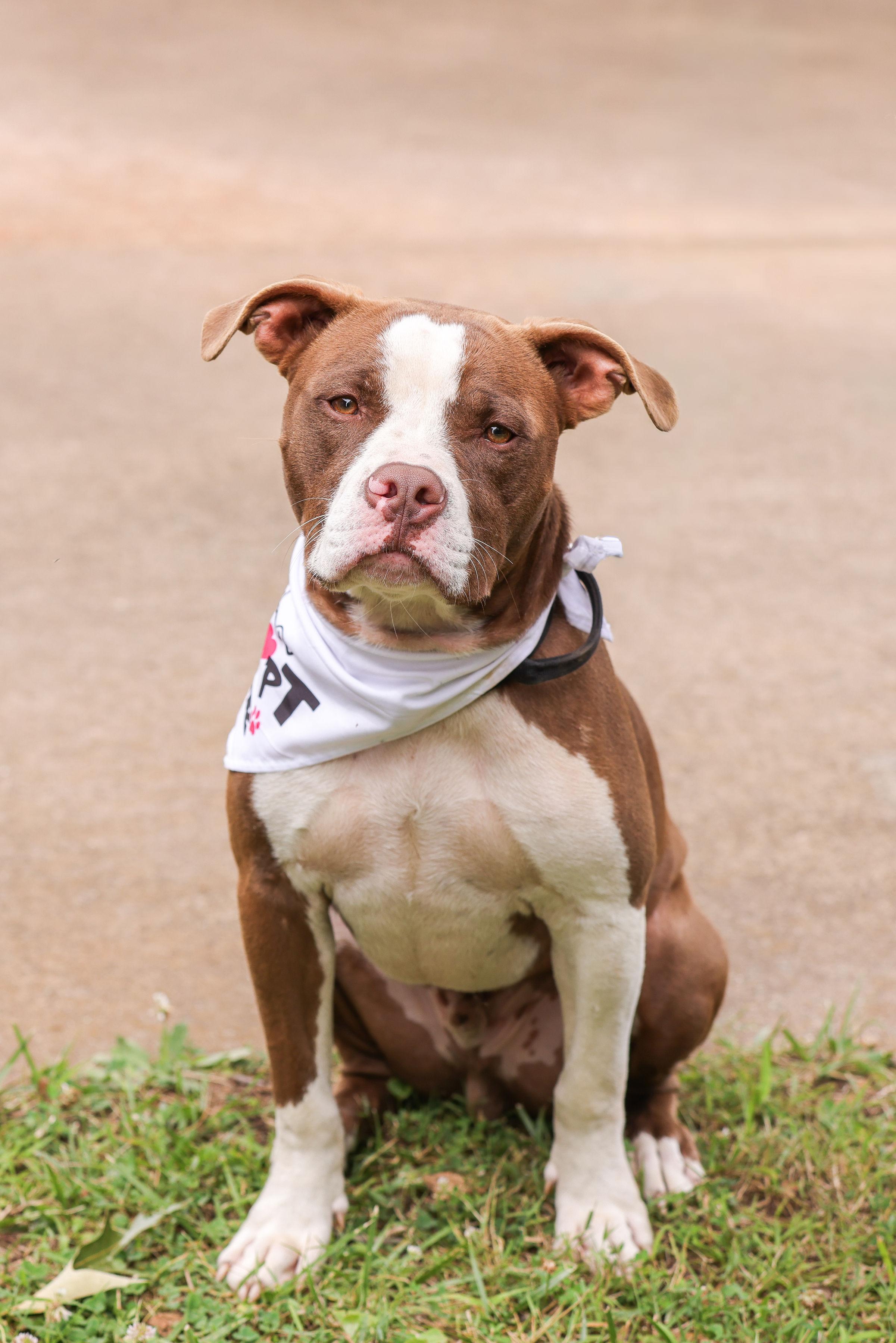Enlarge Barnabus, a ADOPTABLE Bull Terrier in Denver, NC image 2/6